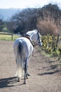 Rear view of a Male Andalusian, also known as the Pure Spanish Horse Royalty Free Stock Photo