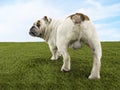 Rear View Of Male Bulldog Standing On Grass Royalty Free Stock Photo