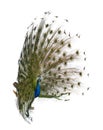 Rear view of a male Indian Peafowl