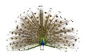 Rear view of a male Indian Peafowl