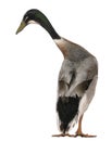 Rear view of a Male Indian Runner Duck