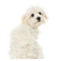Rear view of a Maltese puppy looking at the camera Royalty Free Stock Photo