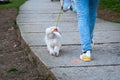 A rear view man ties, leashes or leads white small dog. It is walking through the road way. It wears a leather collar. Take a walk Royalty Free Stock Photo