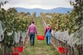 Rear view of man and woman collecting grapes in vineyard in autumn, harvest concept. Royalty Free Stock Photo