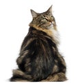 Rear view of a Norwegian Forest cat looking backwards