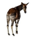 Rear view of an Okapi looking back, Okapia johnstoni, isolated Royalty Free Stock Photo