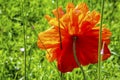 Part view of a orange colored poppy flower Royalty Free Stock Photo