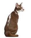 Rear view of an Oriental Shorthair sitting