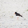 Rear view of an oystercatcher at the beach of the island Heligoland