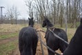 Rear view of pair of beautiful black horses from carriage on rural road