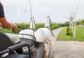 Rear view of pair of beautiful white horses from carriage Royalty Free Stock Photo