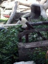 Rear view of a panda, also called giant panda or panda bear, from the mammal species of the bears Royalty Free Stock Photo