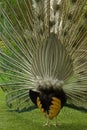 Rear View of Peacock Display Royalty Free Stock Photo