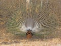 Rear View of a Peacock Displaying Royalty Free Stock Photo