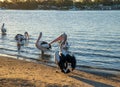 Rear View of Pelicans on Rivershore at Sunset in Noosaville,Queensland,Australia.Wild Animal Concept Royalty Free Stock Photo