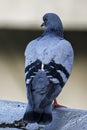 Rear view of a pigeon perched on a weathered surface with sharp plumage details Royalty Free Stock Photo