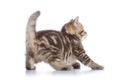 Rear view of playful tabby cat kitten isolated