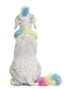 Rear view of Poodle with multi-colored hair