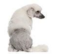 Rear view of Poodle, 1 year old, sitting in front of white background