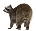 Rear view of Raccoon, 2 years old