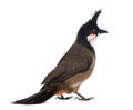 Rear view of a Red-whiskered Bulbul - Pycnonotus jocosus