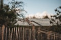 Rear view of a ring-tailed lemur jumping over a wooden fence in its enclosure are the zoo Royalty Free Stock Photo