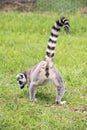 Rear view of a ringtailed lemur Royalty Free Stock Photo