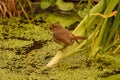 Rear view of Robin Redbreast on pond plant