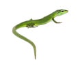 Rear view of a Sakishima lizard with its long tail in the foreground, Takydromus dorsalis, isolated on white