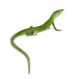 Rear view of a Sakishima lizard with its long tail in the foreground, Takydromus dorsalis, isolated on white