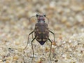 Rear View Of A Sand Tiger Beetle Royalty Free Stock Photo