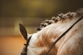 A rear view of the scruff of a dapple horse with a braided mane and a bridle on its muzzle on a summer day. Equestrian sports. Royalty Free Stock Photo