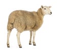 Rear view of a Sheep looking away against white background Royalty Free Stock Photo