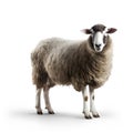 Rear view of a Sheep looking back against white background. Royalty Free Stock Photo