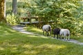 Rear view of the sheep walking on a path nearby Slusegaard watermill on Bornholm island, Denmark