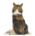 Rear view of a Shetland Sheepdog sitting Royalty Free Stock Photo