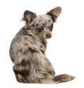 Rear view of sitting Chihuahua puppy, 8 months old Royalty Free Stock Photo