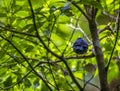 A rear view of a Slate throated redstart on a branch in the cloud forest in Monteverde, Costa Rica