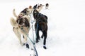 Rear view of sled dogs on a mush run Royalty Free Stock Photo