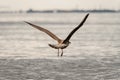rear view of spotted gull flying in the air Royalty Free Stock Photo