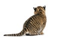 Rear view of Sumatran Tiger cub, Panthera tigris sumatrae, 3 wee Royalty Free Stock Photo