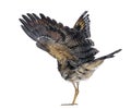 Rear view of a Sunbittern - Eurypyga helias