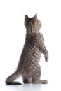 Rear view of tabby-cat kitten standing on legs isolated on white