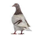 Rear View Of A Texan Pigeon