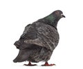 Rear view of a Texan pigeon Royalty Free Stock Photo
