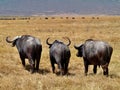 Rear view of three buffaloes in row in Serengeti National Park, Kenya Royalty Free Stock Photo