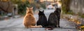 Rear view of three cats of different hues form a tranquil line on suburban road.