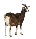 Rear view of a Toggenburg goat looking away against white background Royalty Free Stock Photo