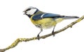 Rear view of a tweeting Blue Tit perched on a branch