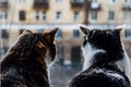 The rear view of two adult young cats black and white and tabby are sitting together on a windowsill and looking through the Royalty Free Stock Photo